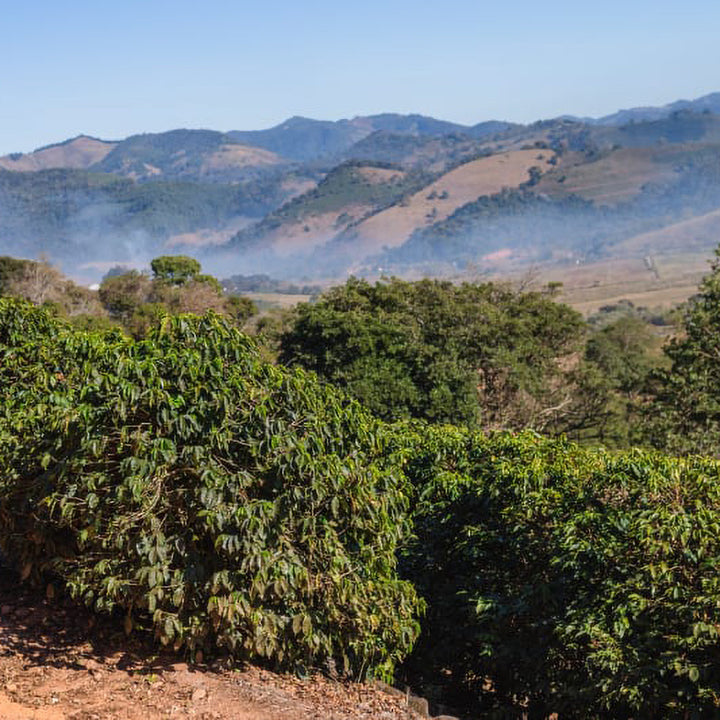 Roaster's Choice Coffee Subscription