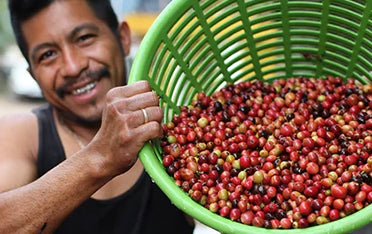 Person holding a green basket full of coffee cherries.