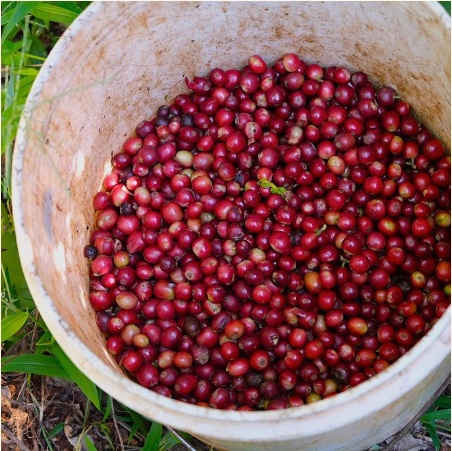Roaster's Choice Coffee Subscription