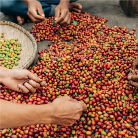 Roaster's Choice Coffee Subscription