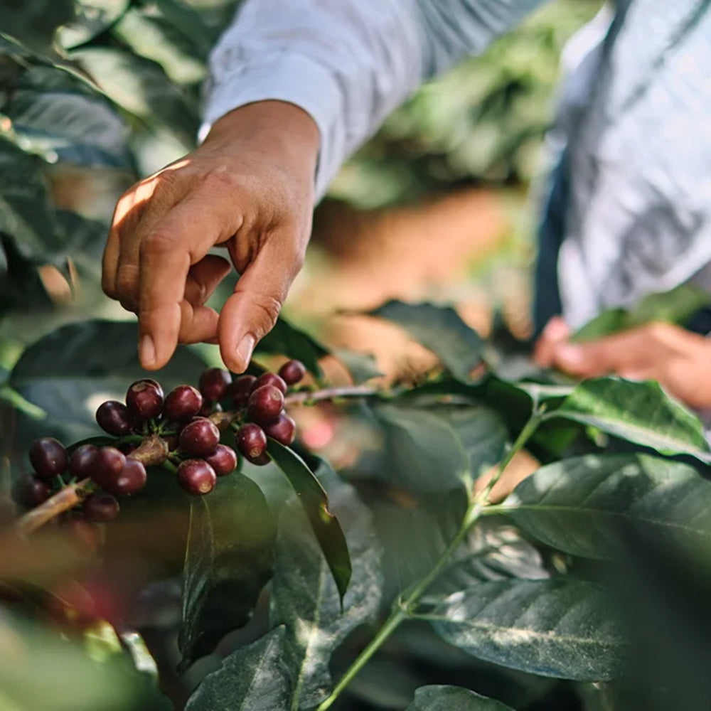 Roaster's Choice Coffee Subscription