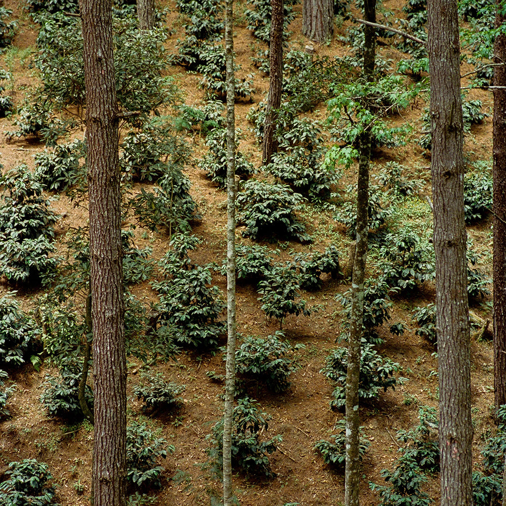 Roaster's Choice Coffee Subscription