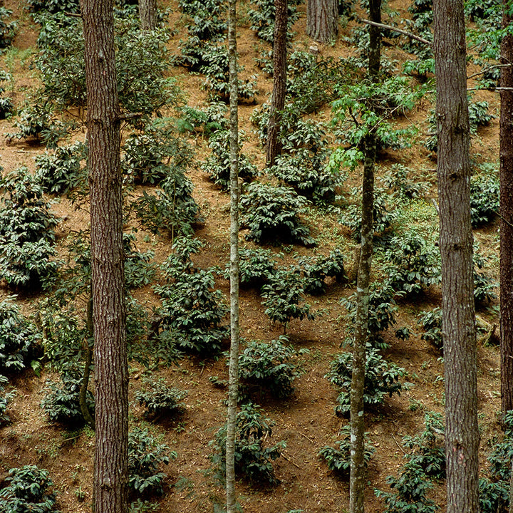 Roaster's Choice Coffee Subscription