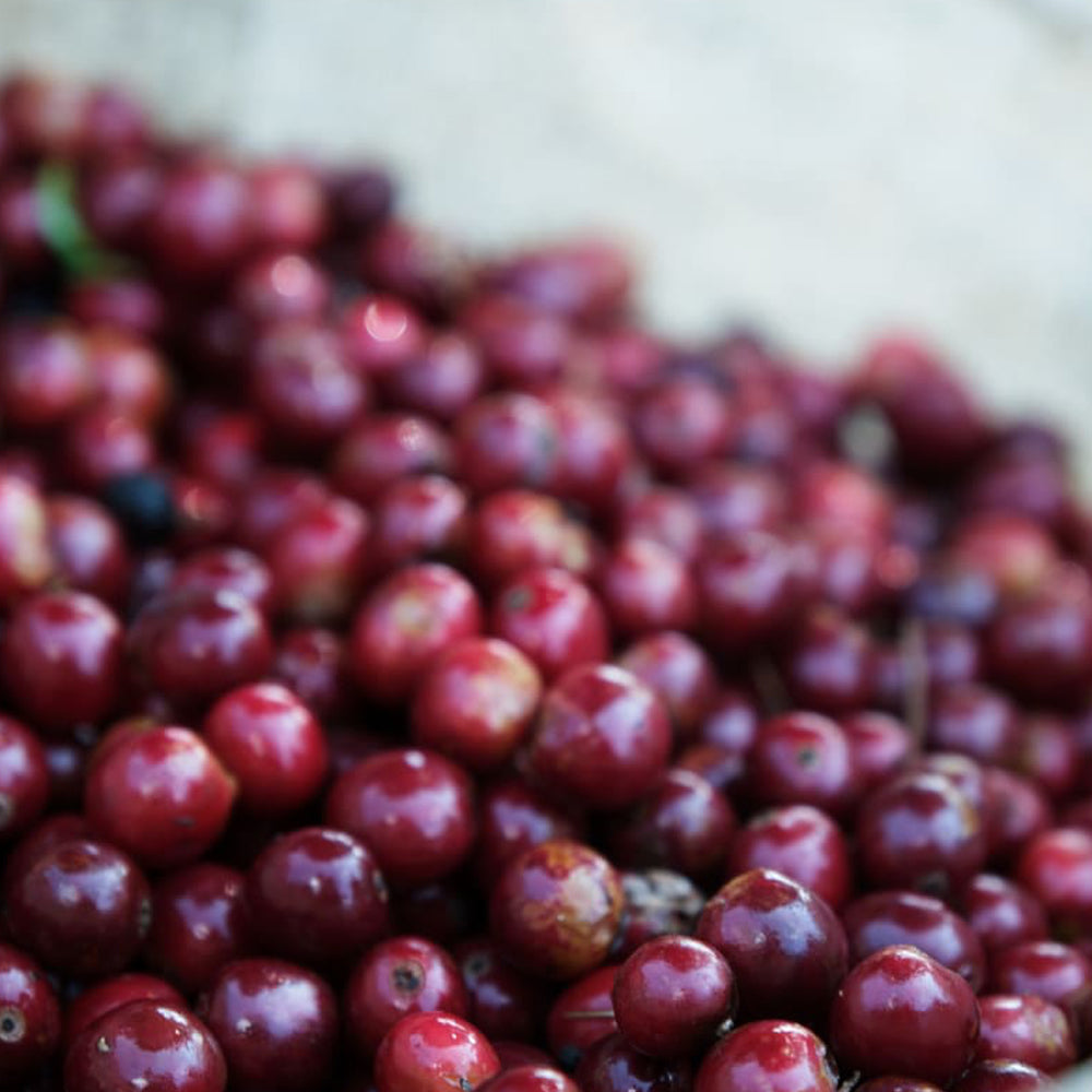 Roaster's Choice Coffee Subscription
