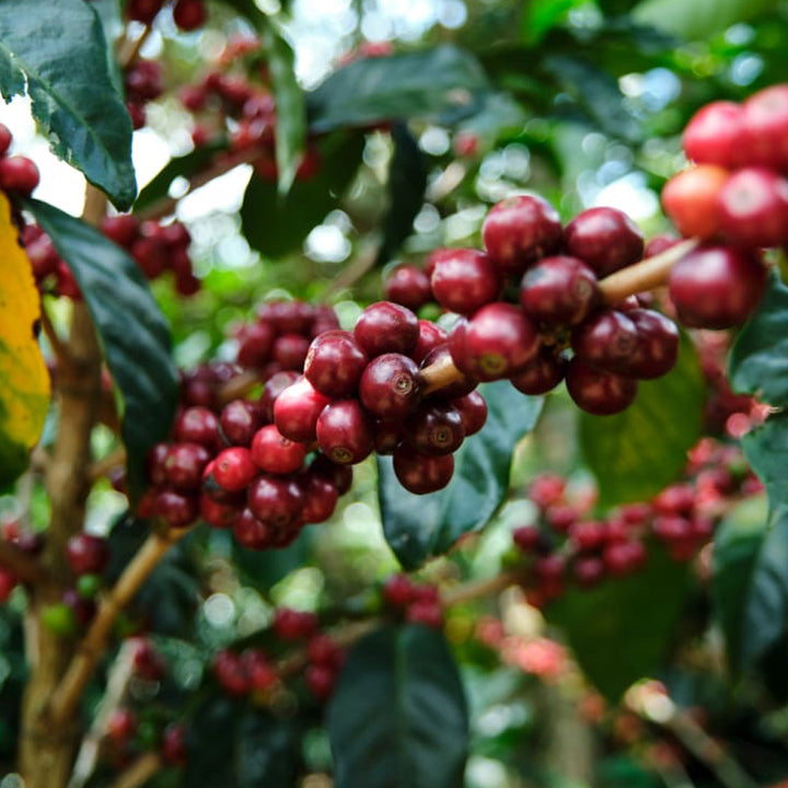 Roaster's Choice Coffee Subscription
