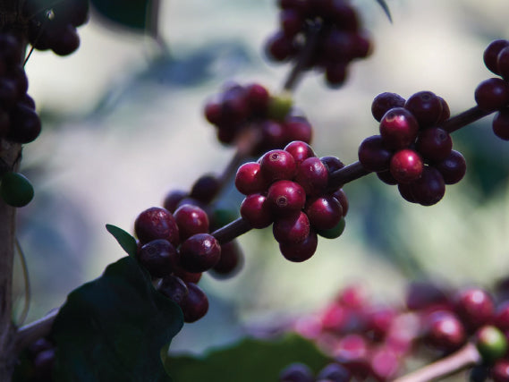 Roaster's Choice Coffee Subscription