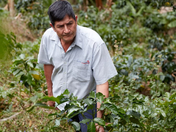 Roaster's Choice Coffee Subscription