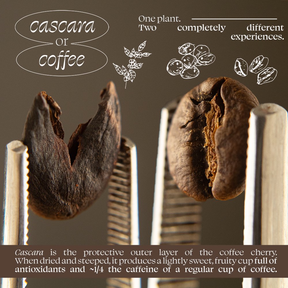 Organic Cascara - Tea Bags