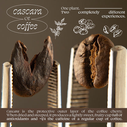 Organic Cascara - Tea Bags