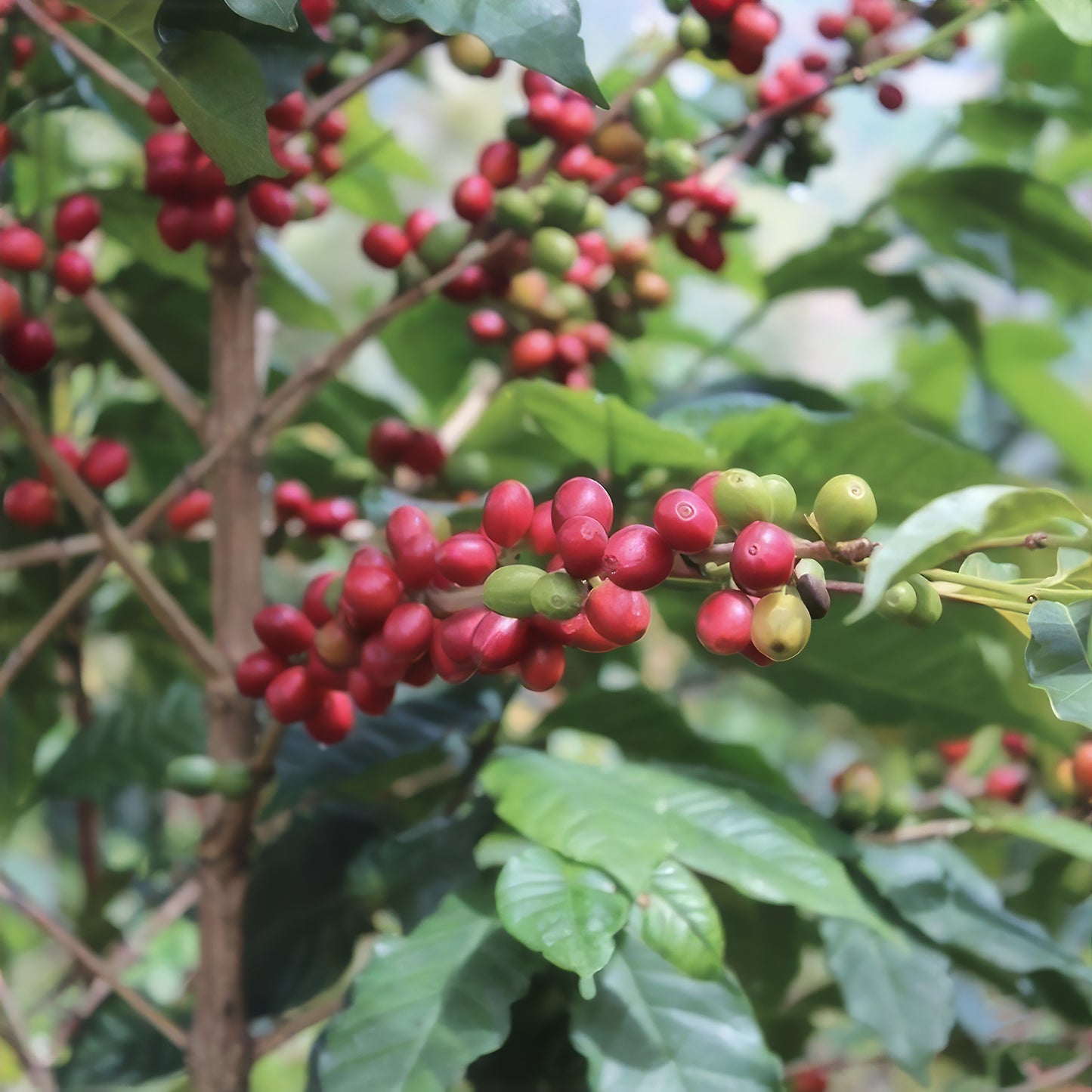 Roaster's Choice Coffee Subscription