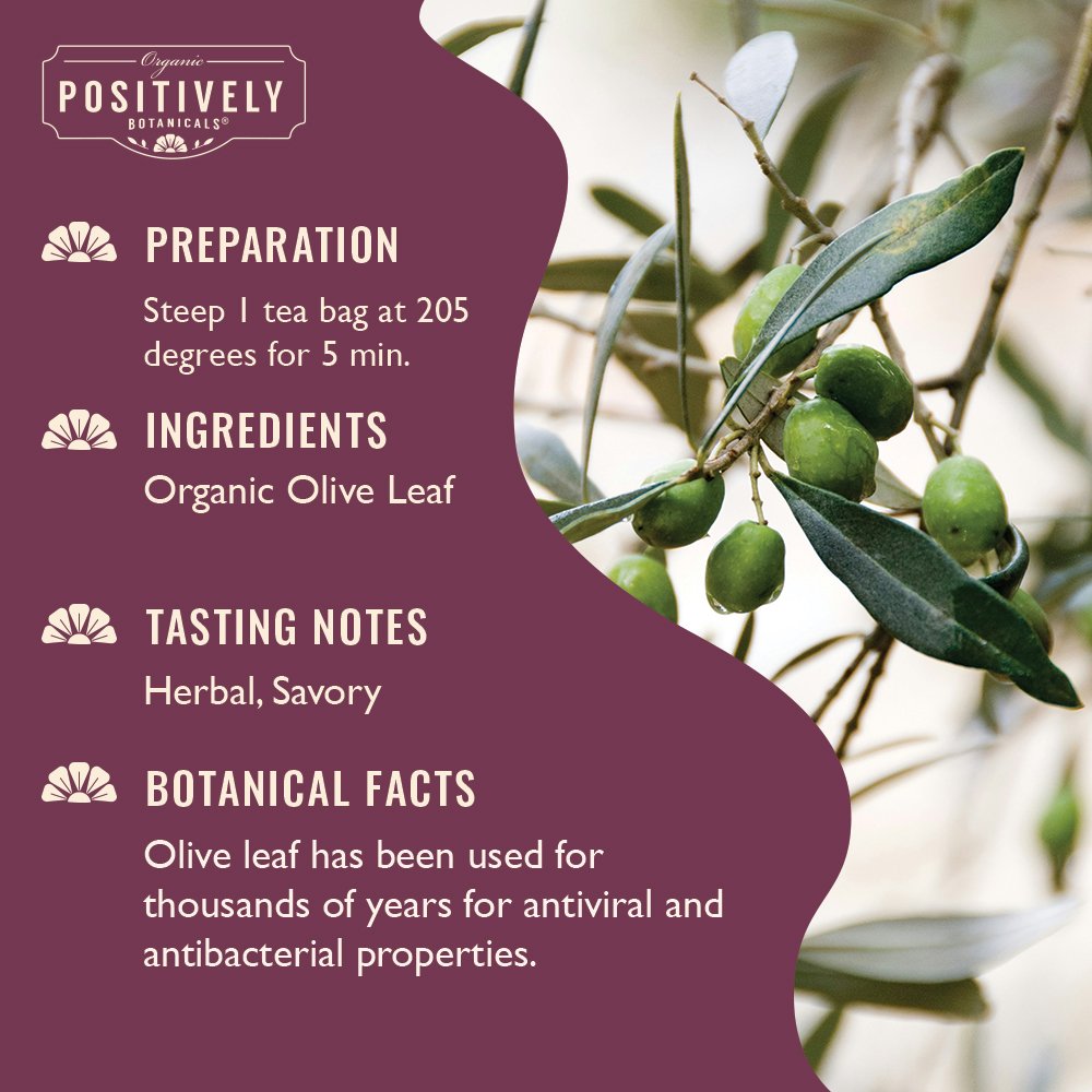 Organic Olive Leaf - Botanical Tea Bags – Fresh Roasted Coffee